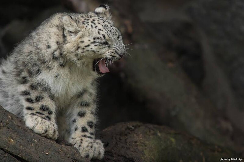 Snow Leopard Cub — Gray, Alert, Photograph, Rock