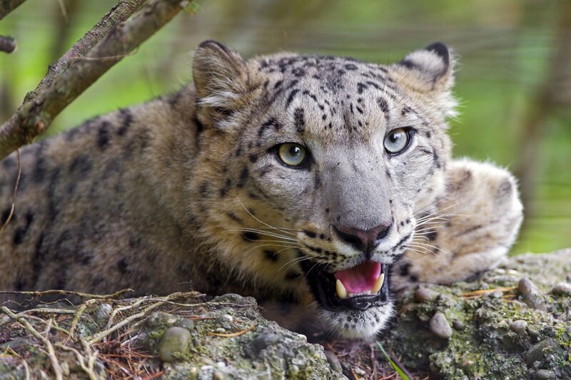 Snow Leopard Cub — Gray, Alert, Photograph, Rock, Tree Branch