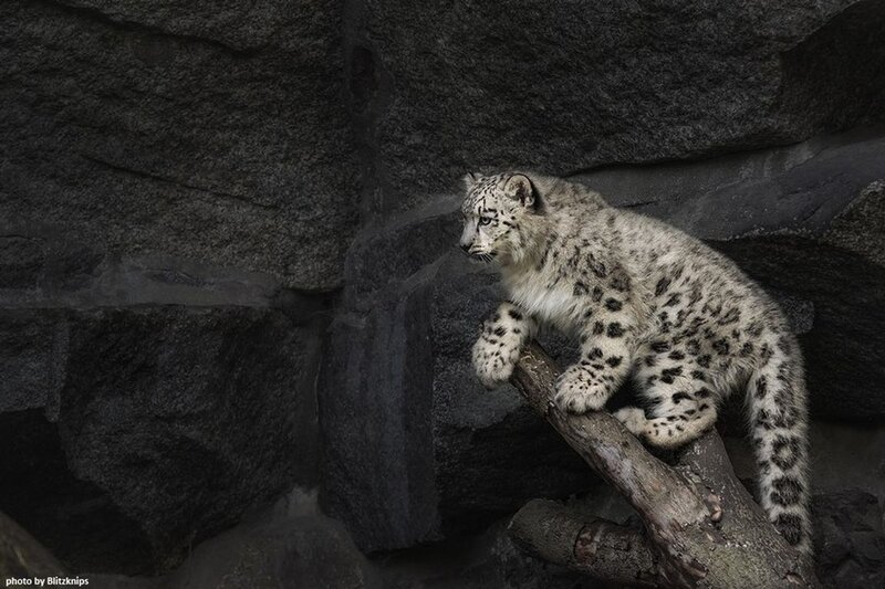 Snow Leopard Cub — Gray, Alert, Photograph