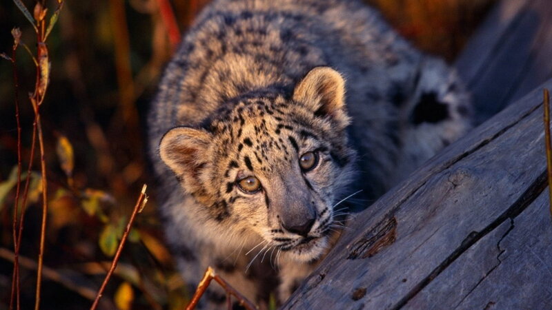 Snow Leopard Cub — Gray, Alert, Sunset