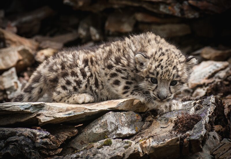 Snow Leopard Cub — Gray, Alert