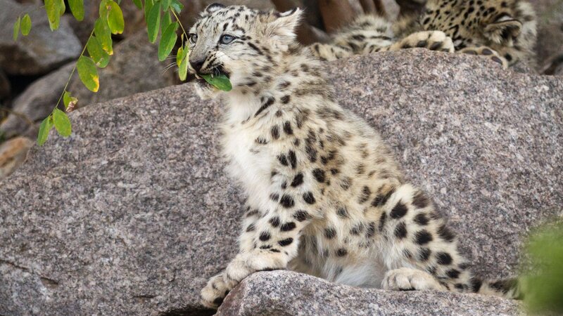 Snow Leopard Cub — Gray, Calm, Afternoon, Photograph
