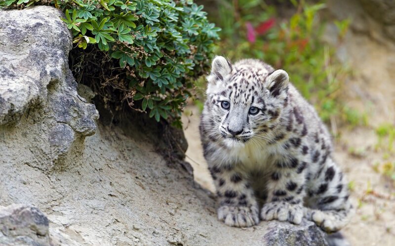 Snow Leopard Cub — Gray, Calm, Afternoon
