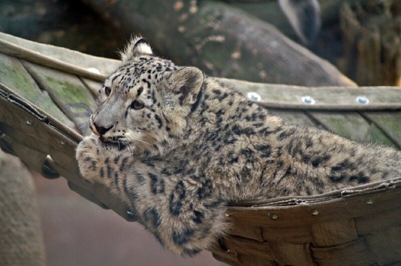 Snow Leopard Cub — Gray, Calm, Photograph, Hammock