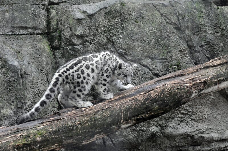 Snow Leopard Cub — Gray, Calm, Photograph, Log