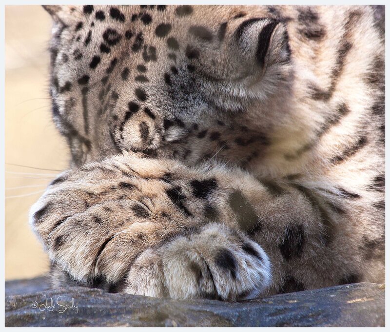 Snow Leopard Cub — Gray, Calm, Photograph, Paw