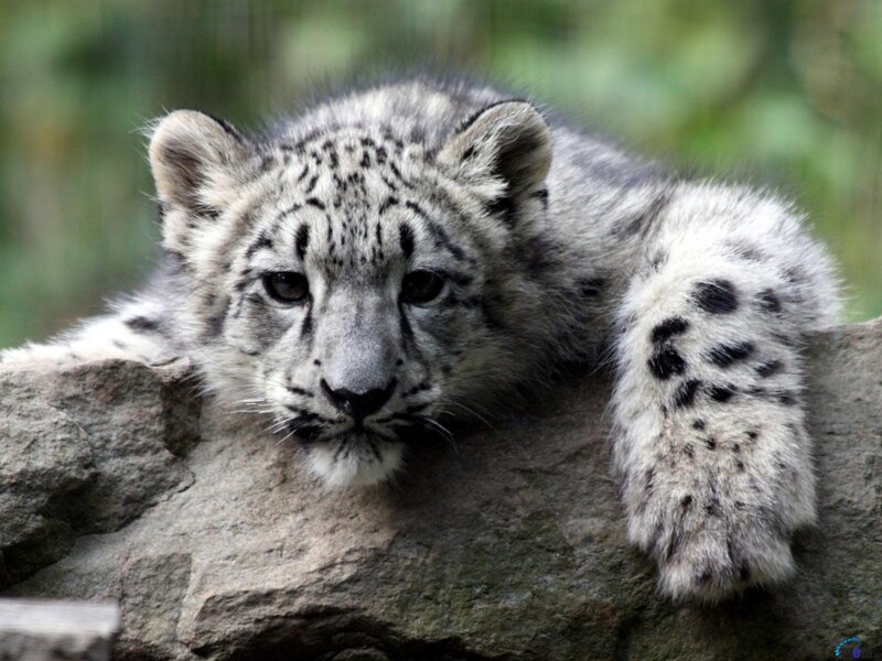 Snow Leopard Cub — Gray, Calm, Photograph, Rock, Forest