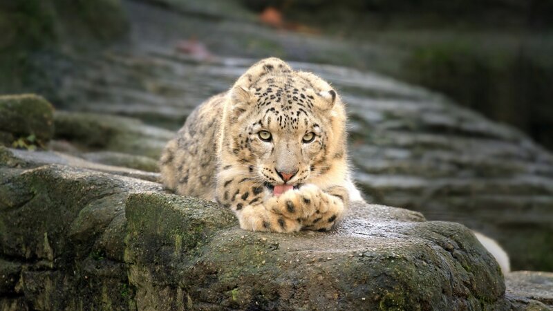 Snow Leopard Cub — Gray, Calm, Photograph, Rock, Moss