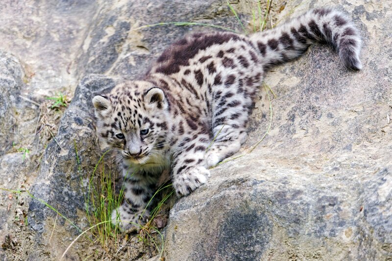 Snow Leopard Cub — Gray, Calm, Photograph, Rock