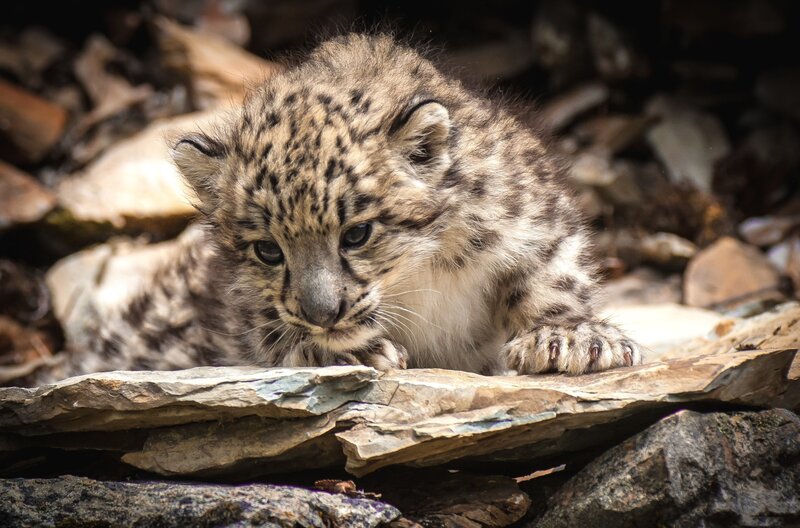 Snow Leopard Cub — Gray, Calm, Photograph, Rocks