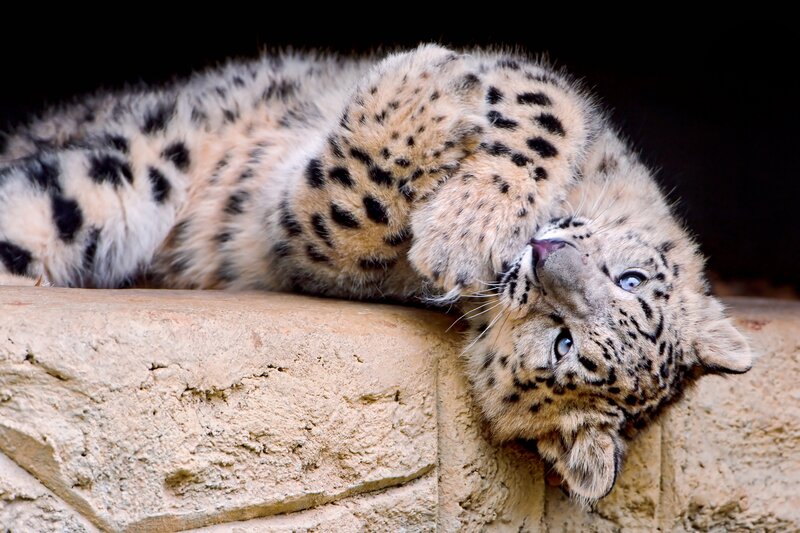 Snow Leopard Cub — Gray, Calm, Photograph, Stone Wall