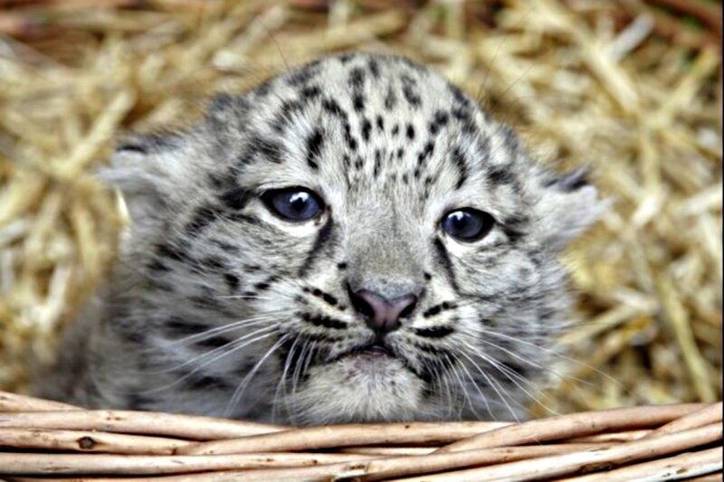 Snow Leopard Cub — Gray, Calm, Photograph, Straw, Basket