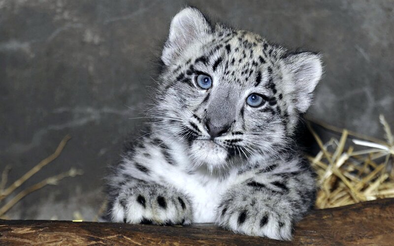 Snow Leopard Cub — Gray, Calm, Photograph, Straw