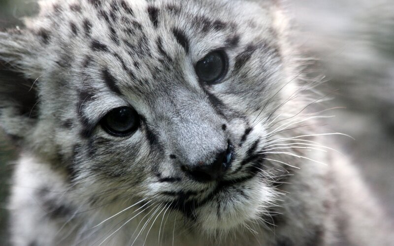 Snow Leopard Cub — Gray, Calm, Photograph