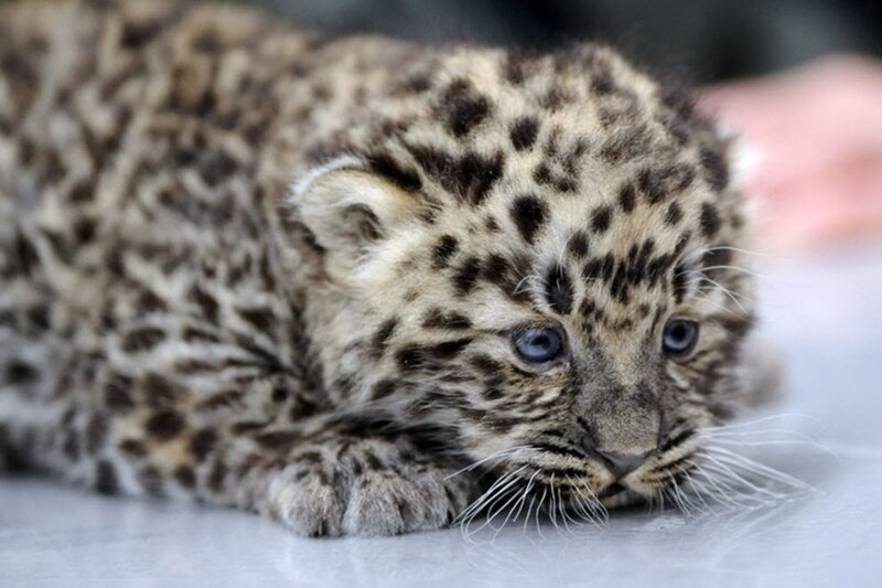 Snow Leopard Cub — Gray, Calm, Photograph, Whiskers