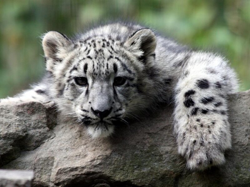 Snow Leopard Cub — Gray