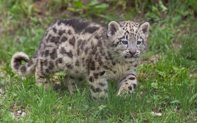Snow Leopard Cub — Green, Calm, Afternoon, Photograph, Grass, Tail