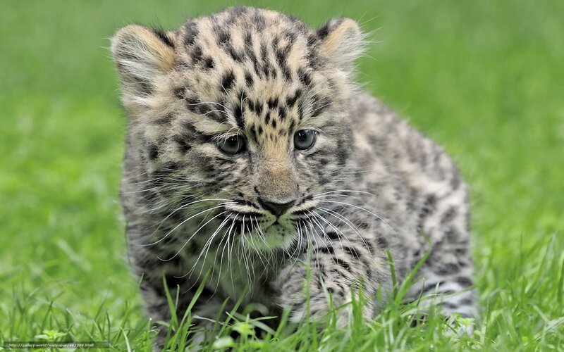 Snow Leopard Cub — Green, Calm, Afternoon, Photograph, Grass