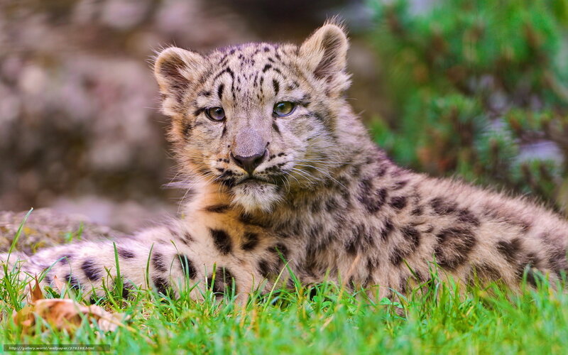 Snow Leopard Cub — Green, Calm, Afternoon, Photograph