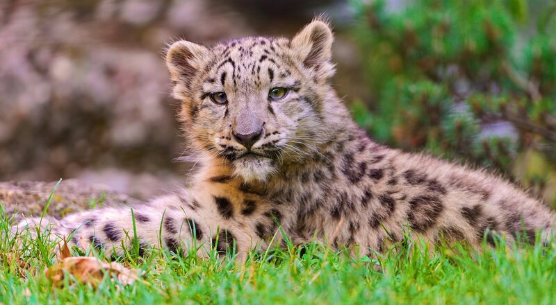 Snow Leopard Cub — Green, Calm, Afternoon