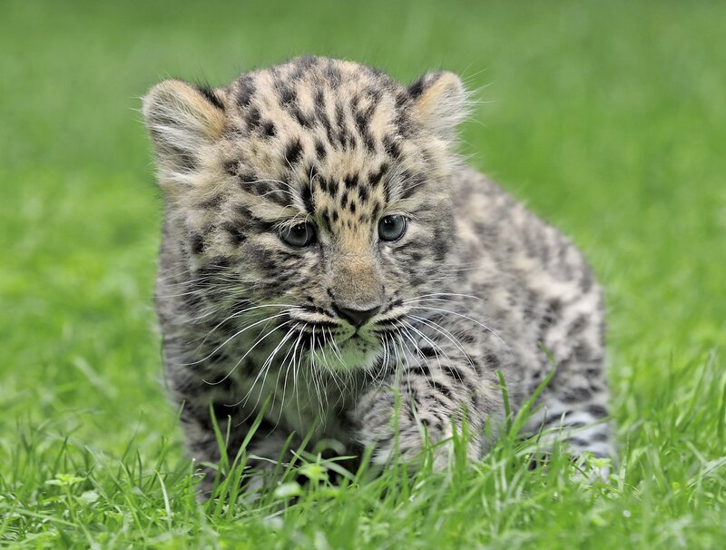 Snow Leopard Cub — Green, Calm, Photograph, Grass, Gray