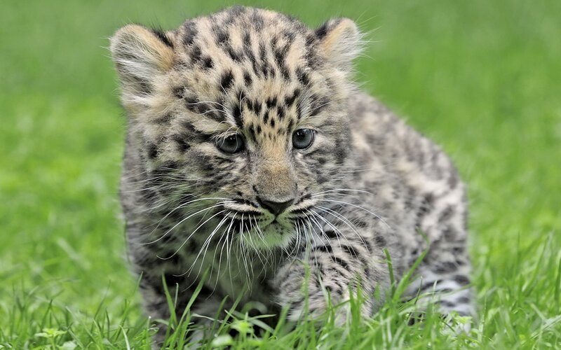 Snow Leopard Cub — Green, Calm, Photograph, Grass
