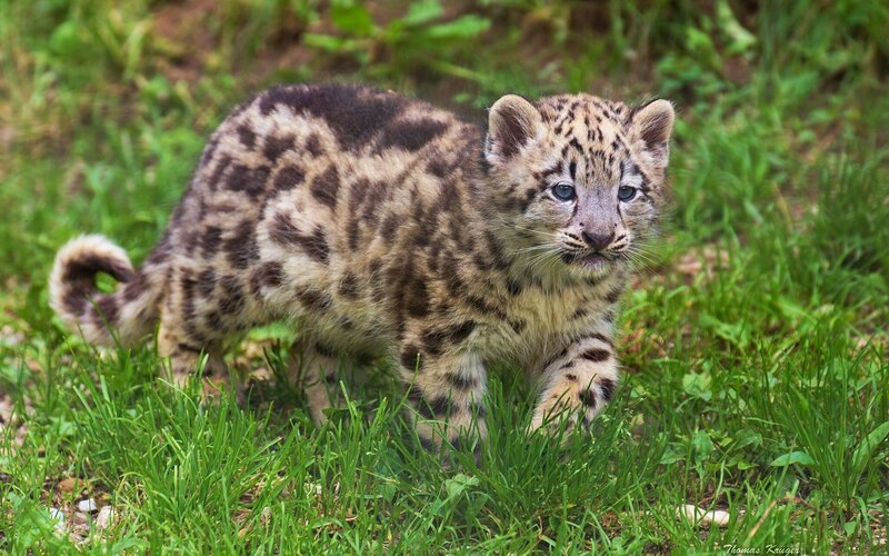Snow Leopard Cub — Green, Calm, Photograph
