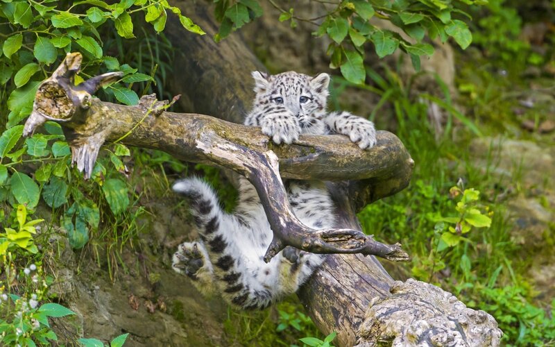 Snow Leopard Cub — Green, Playful, Afternoon