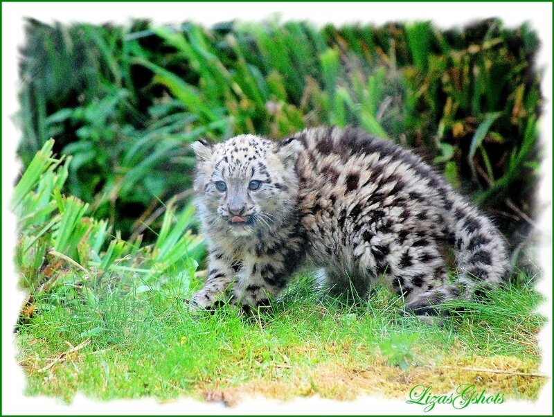 Snow Leopard Cub — Green