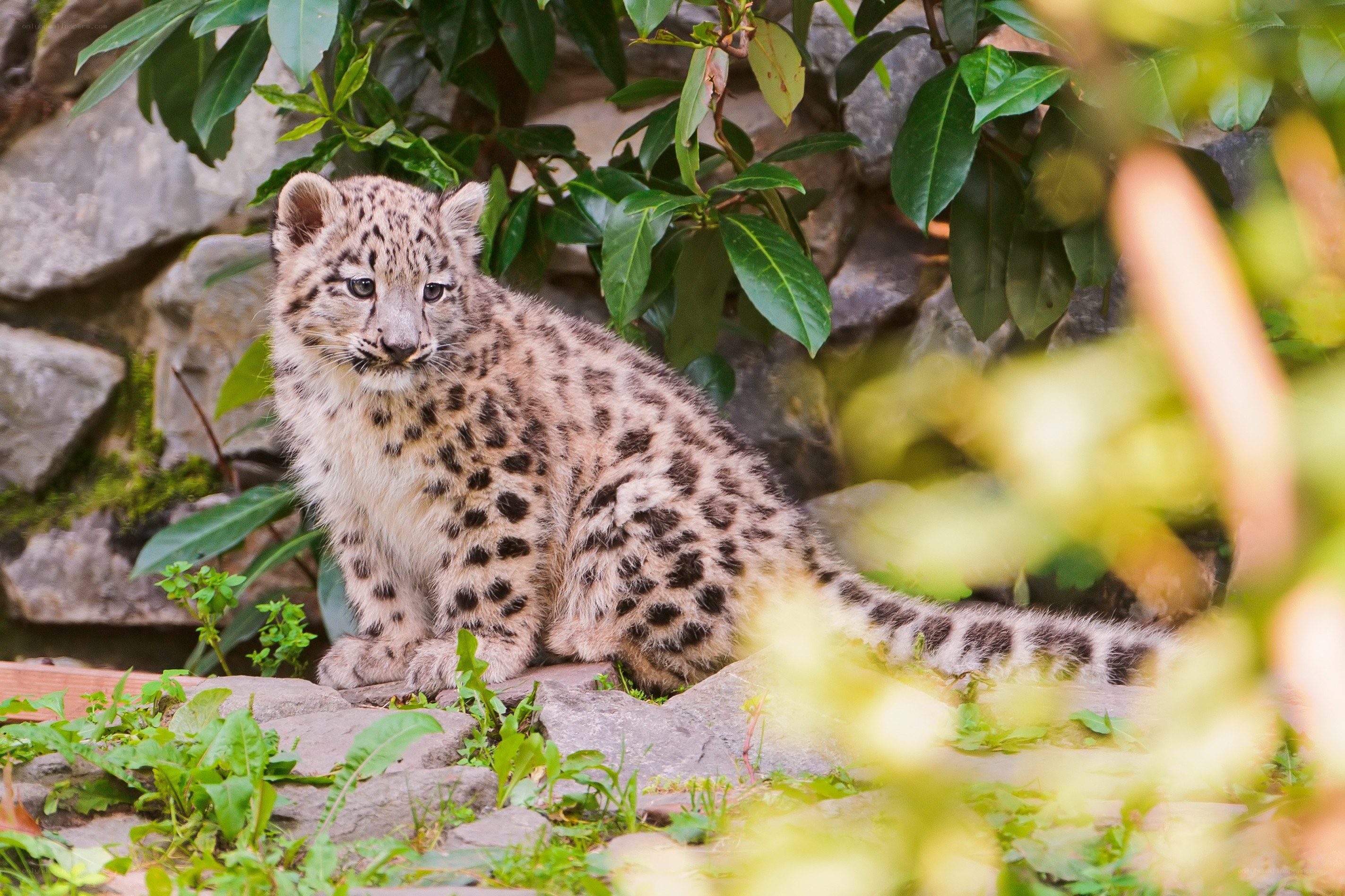 Snow leopard cub in foliage