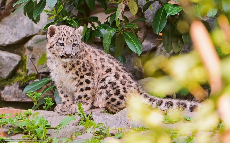 Snow leopard cub in foliage