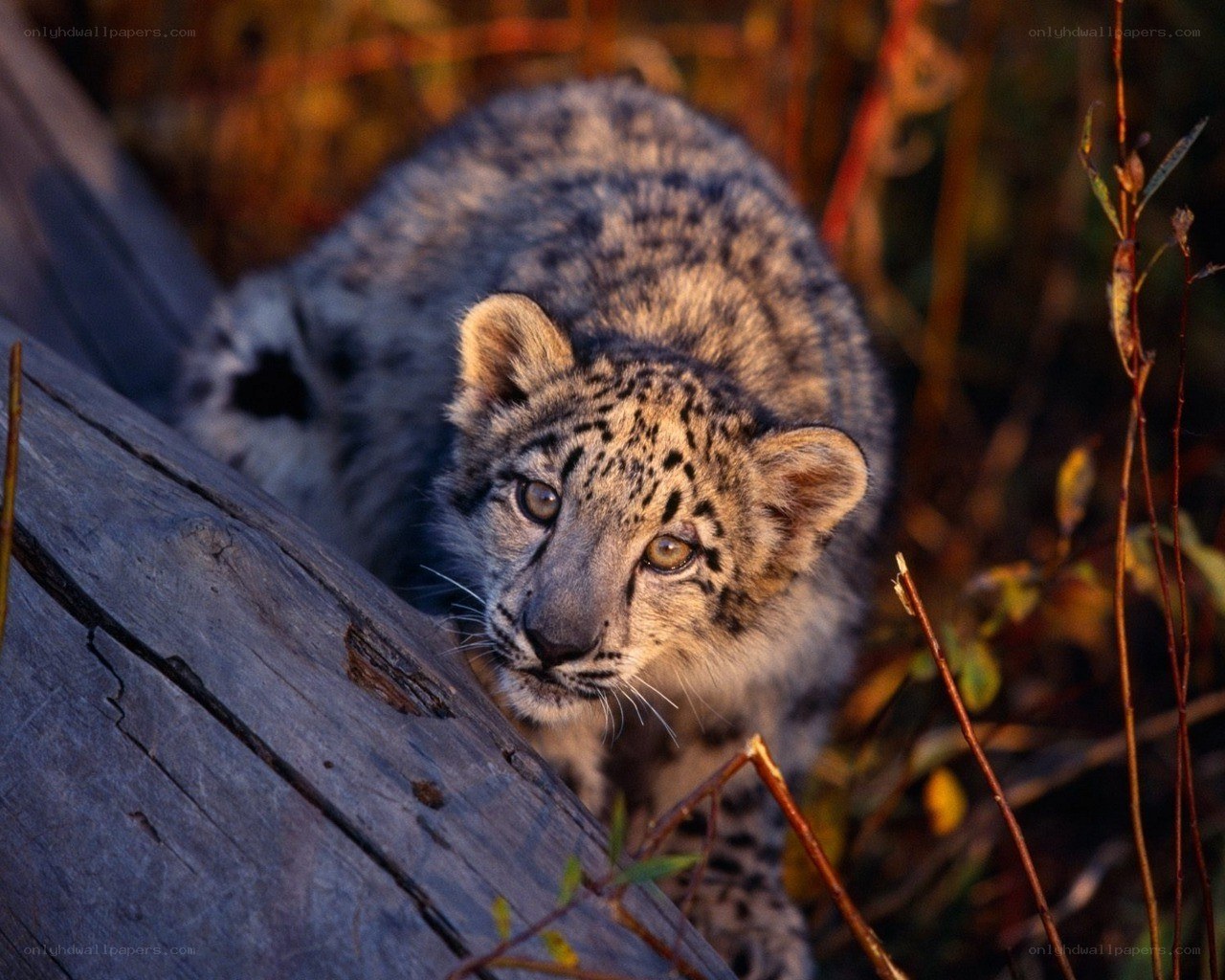 Snow leopard cub in forest
