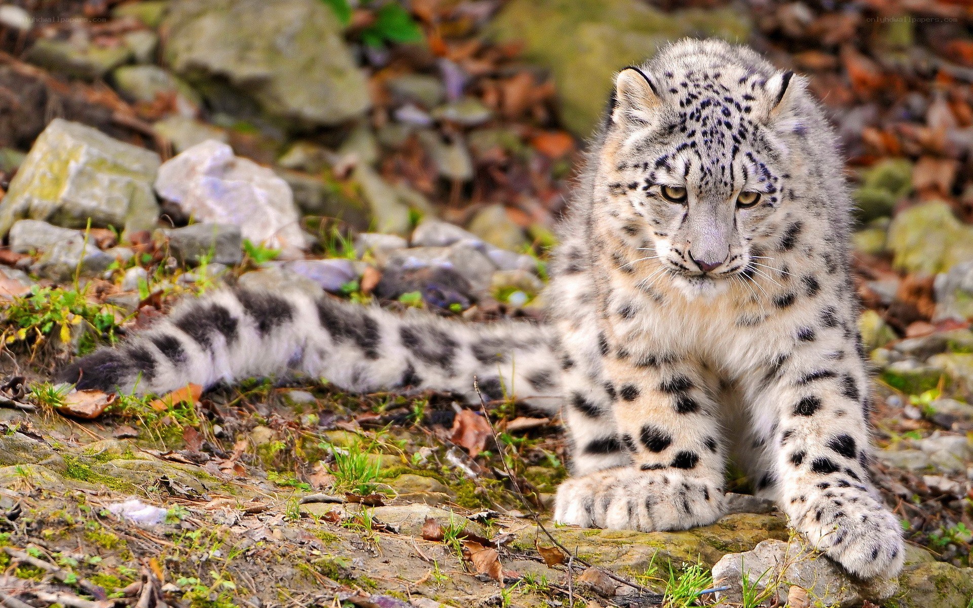 Snow leopard cub in forest