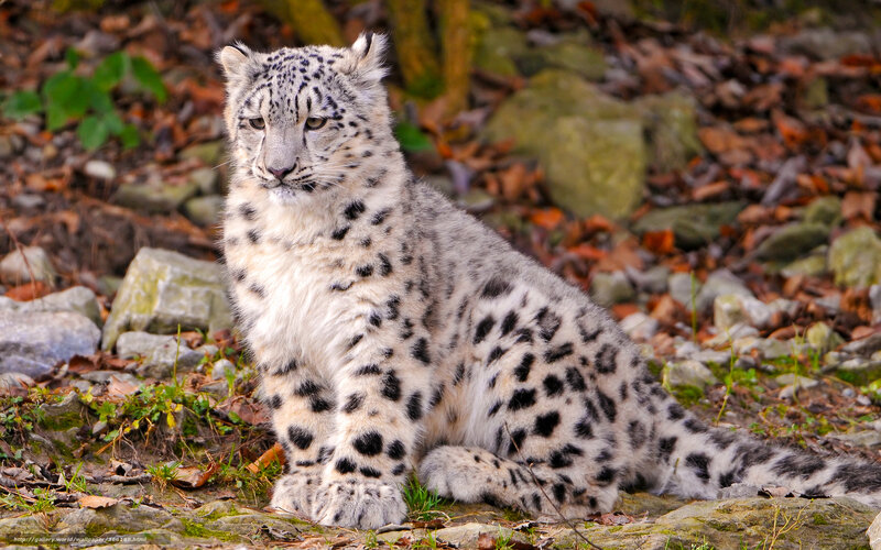 Snow leopard cub in forest