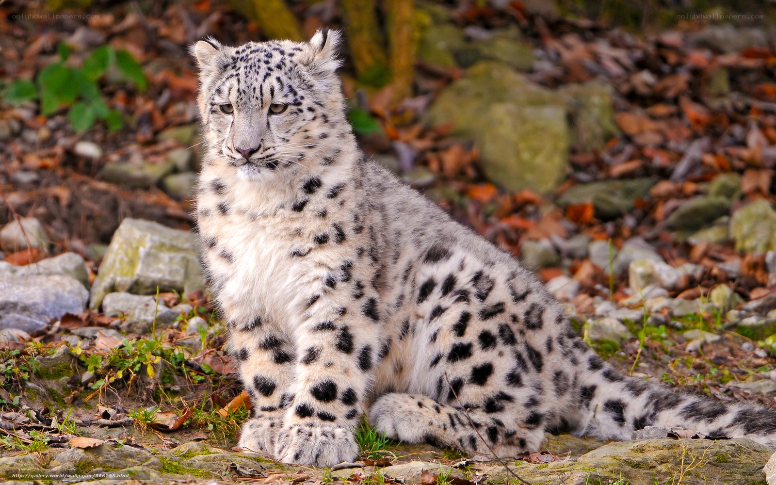 Snow leopard cub in forest