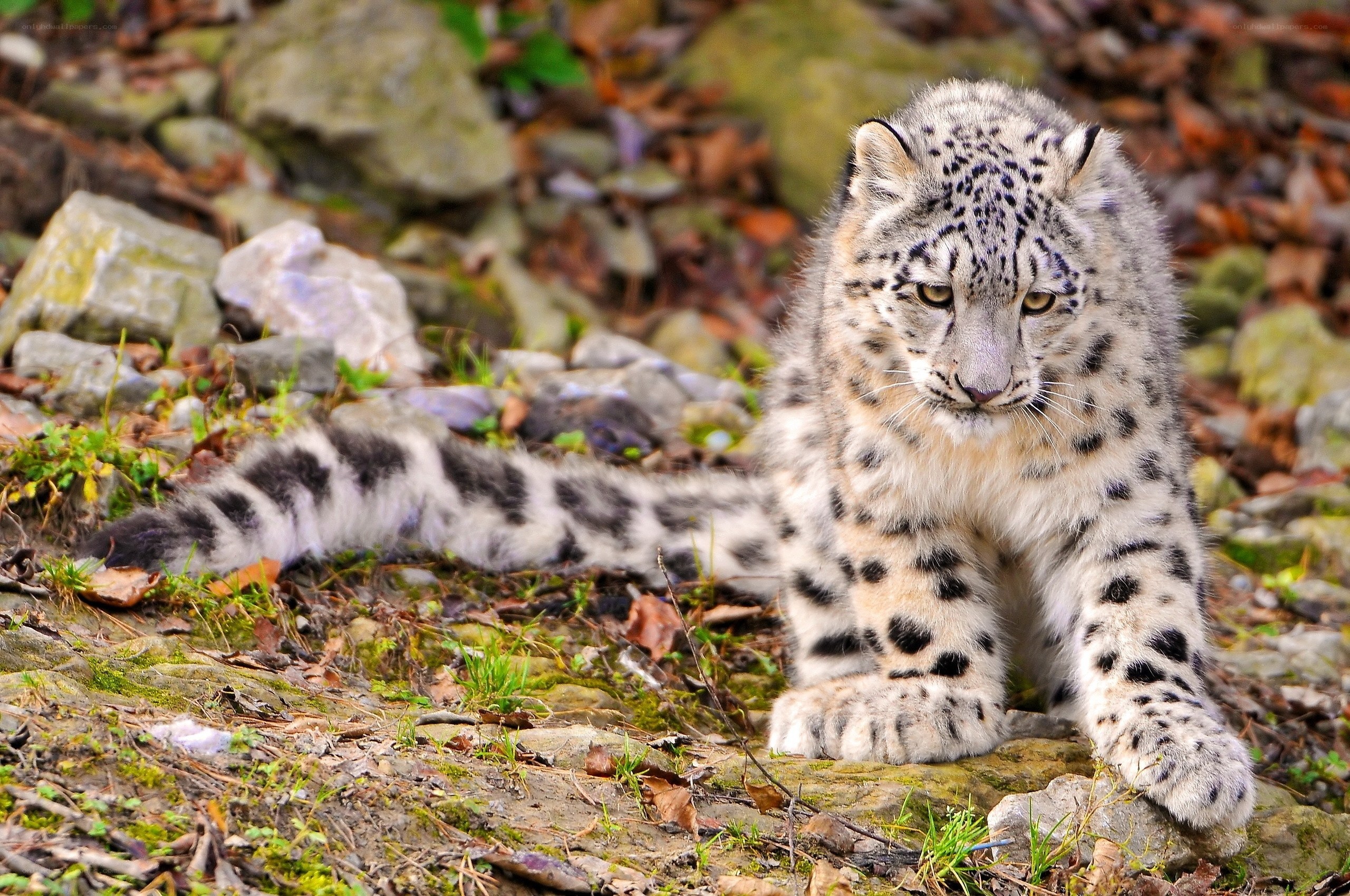 Snow leopard cub in forest