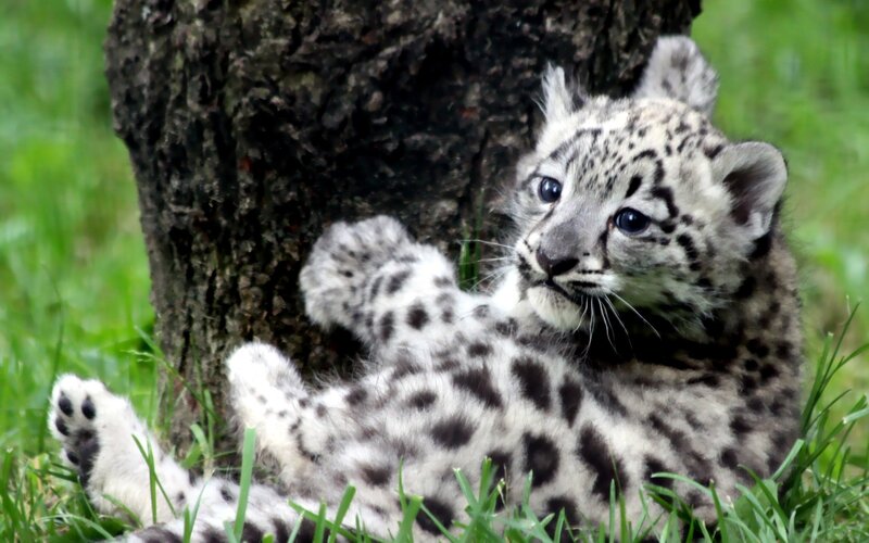 Snow leopard cub in grass