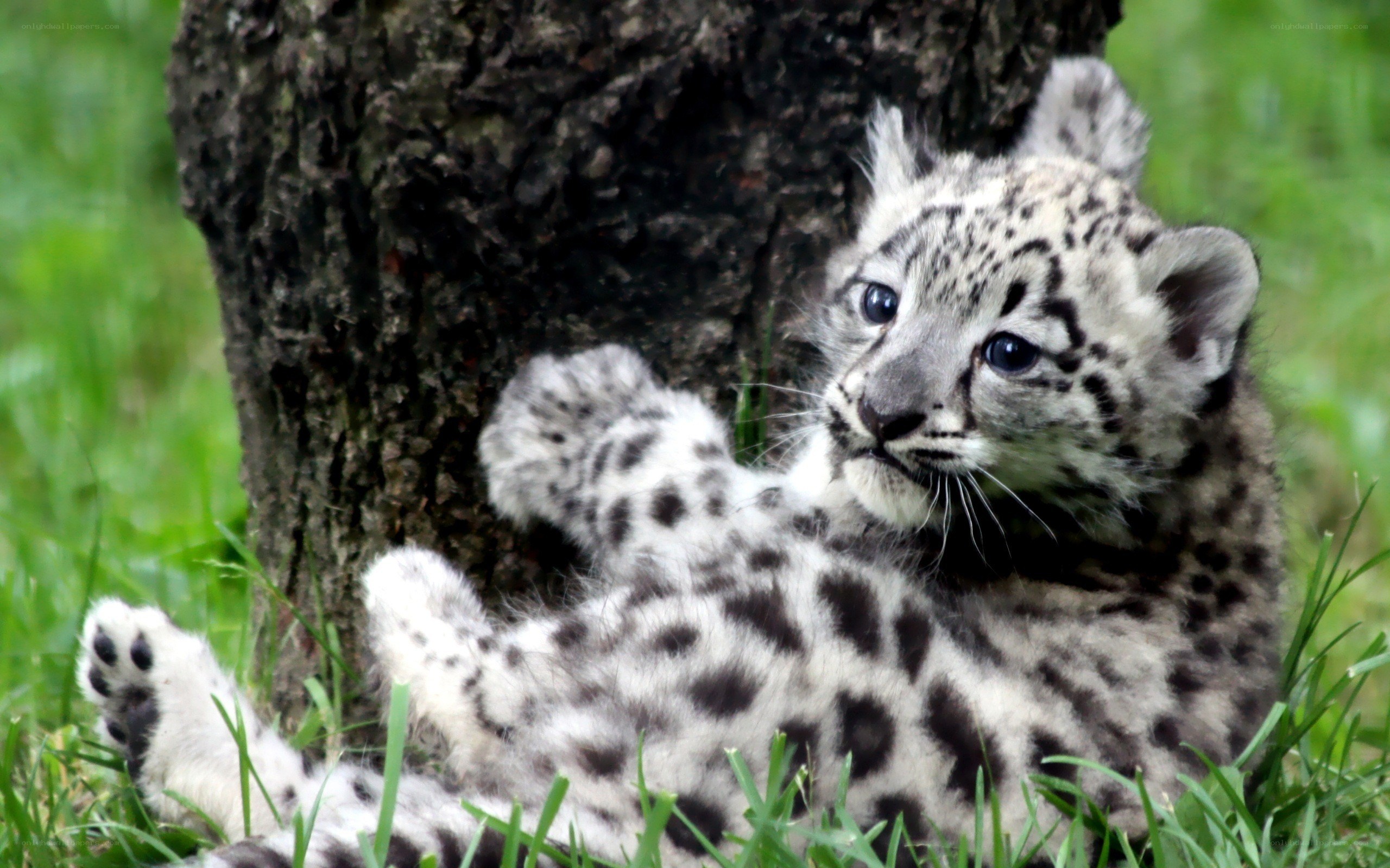 Snow leopard cub in grass