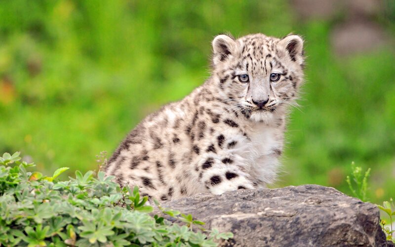 Snow leopard cub in grass