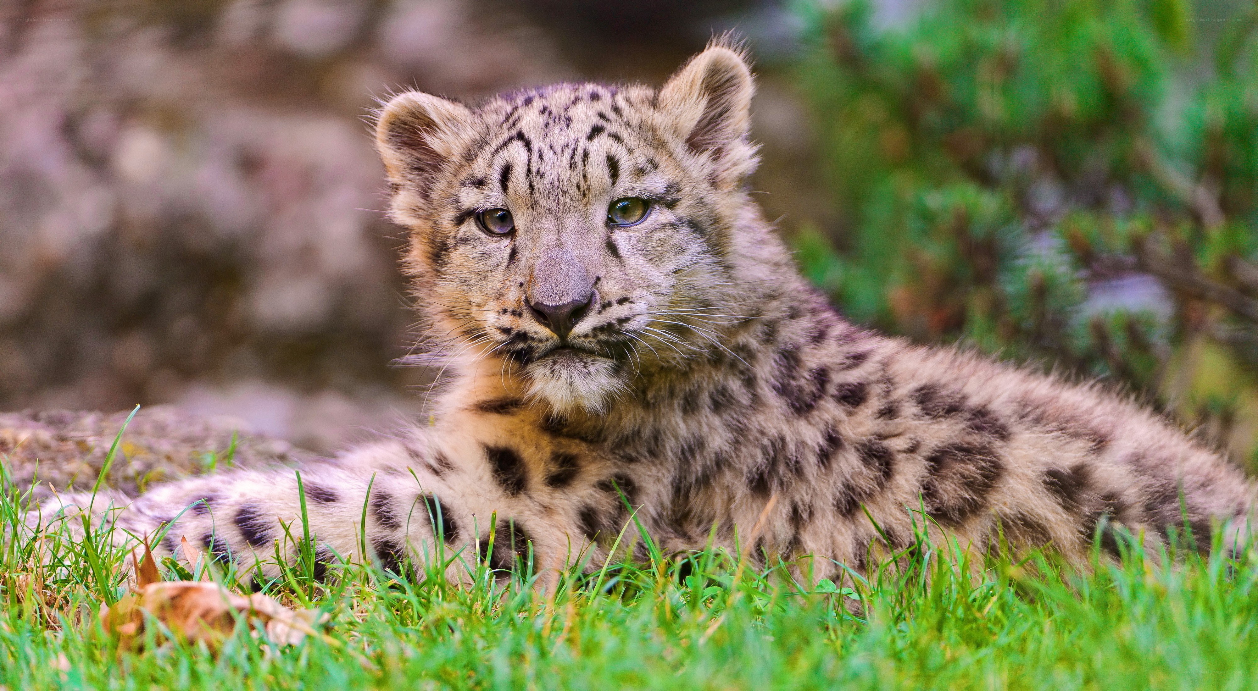 Snow leopard cub in grass
