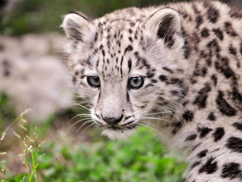 snow leopard cub in grass