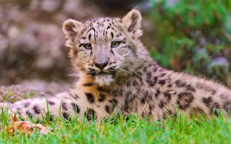 Snow leopard cub in grass