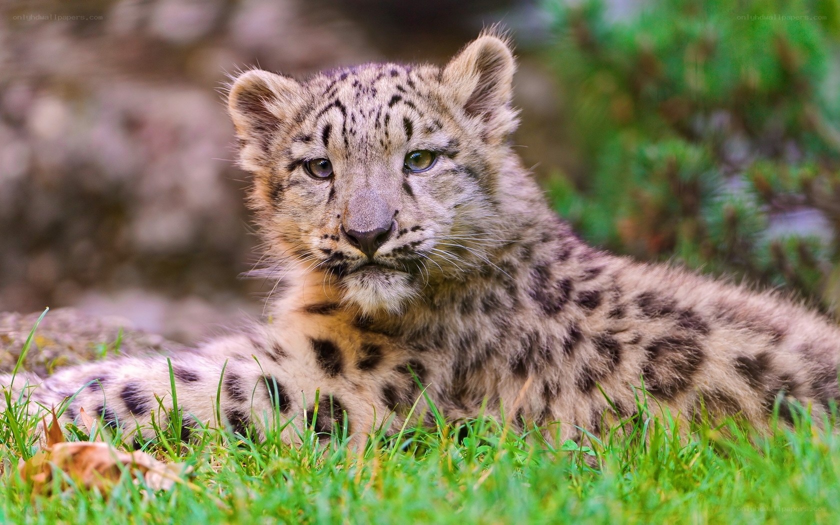 Snow leopard cub in grass