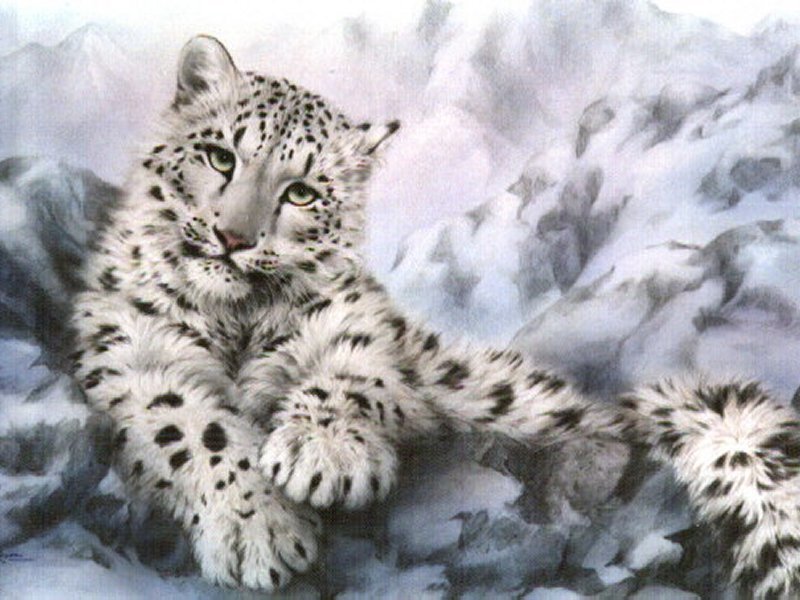snow leopard cub in snow