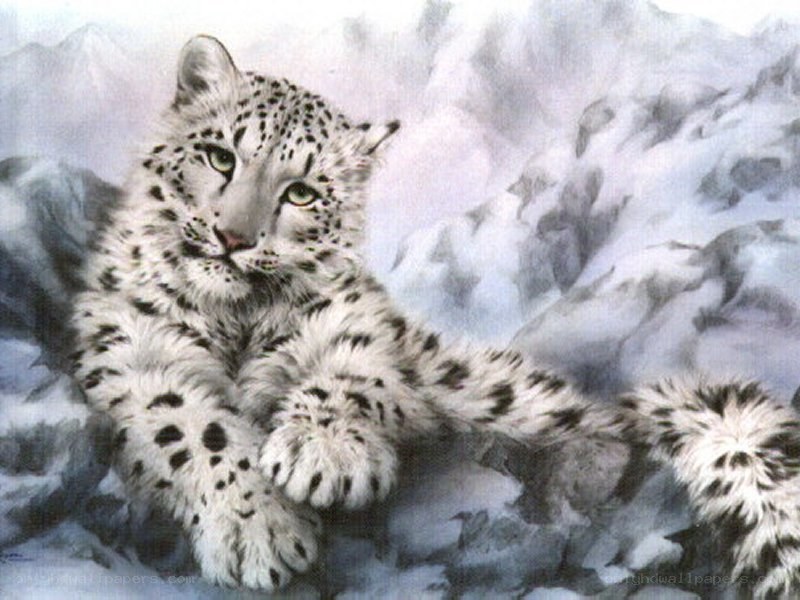 snow leopard cub in snow