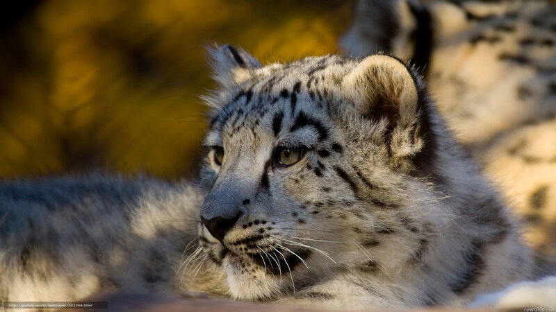 Snow leopard cub in sunlight