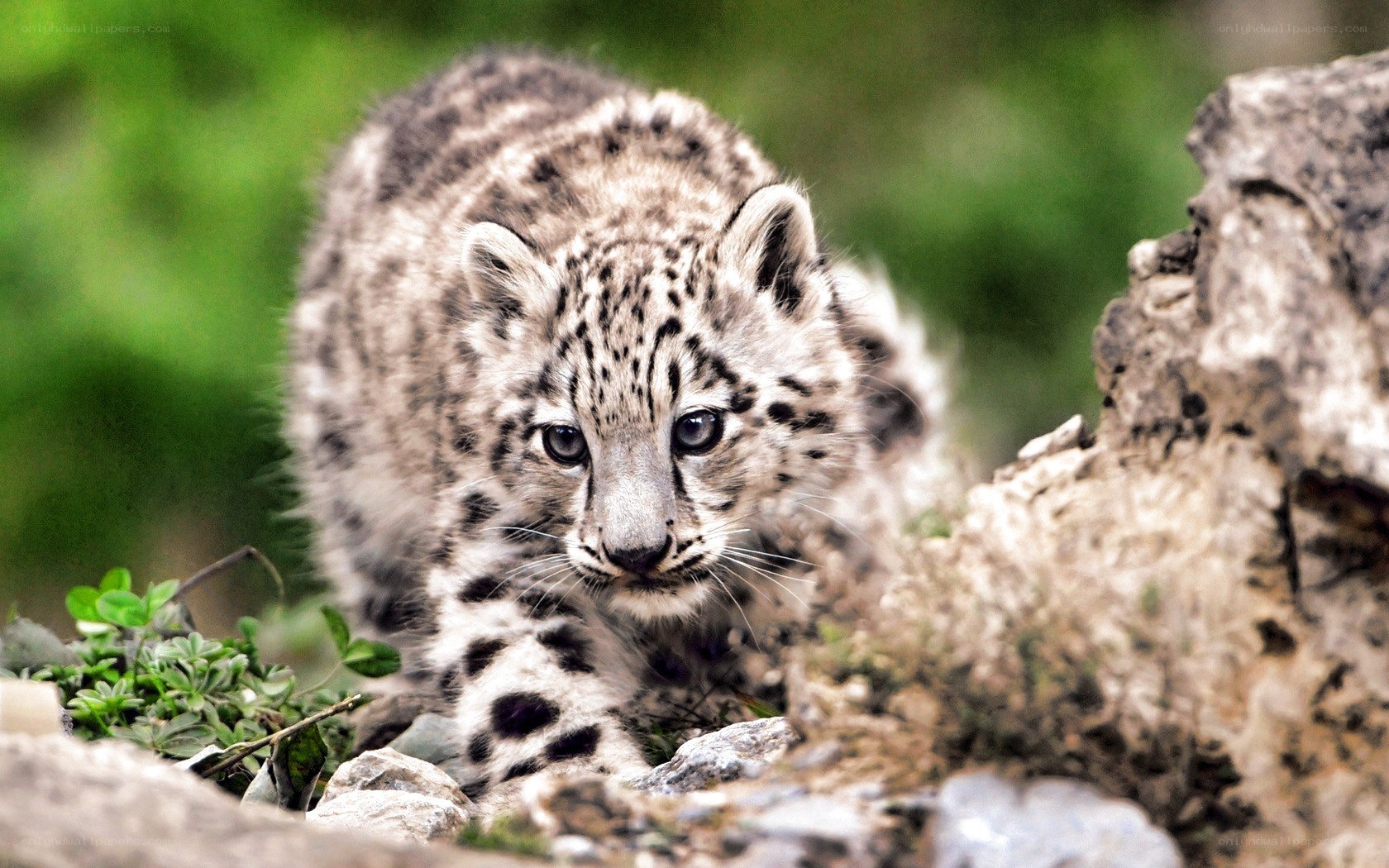 Snow leopard cub in the wild