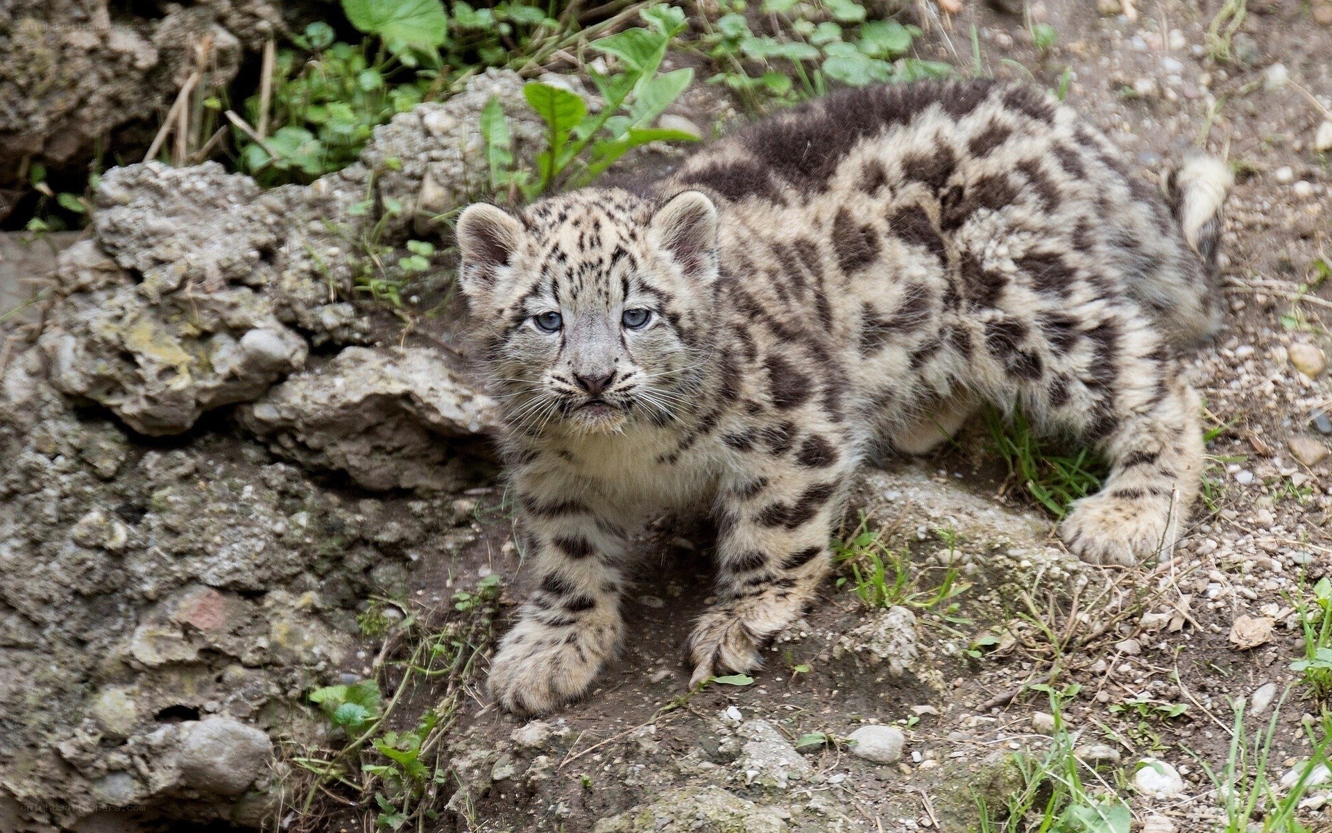 snow leopard cub in the wild