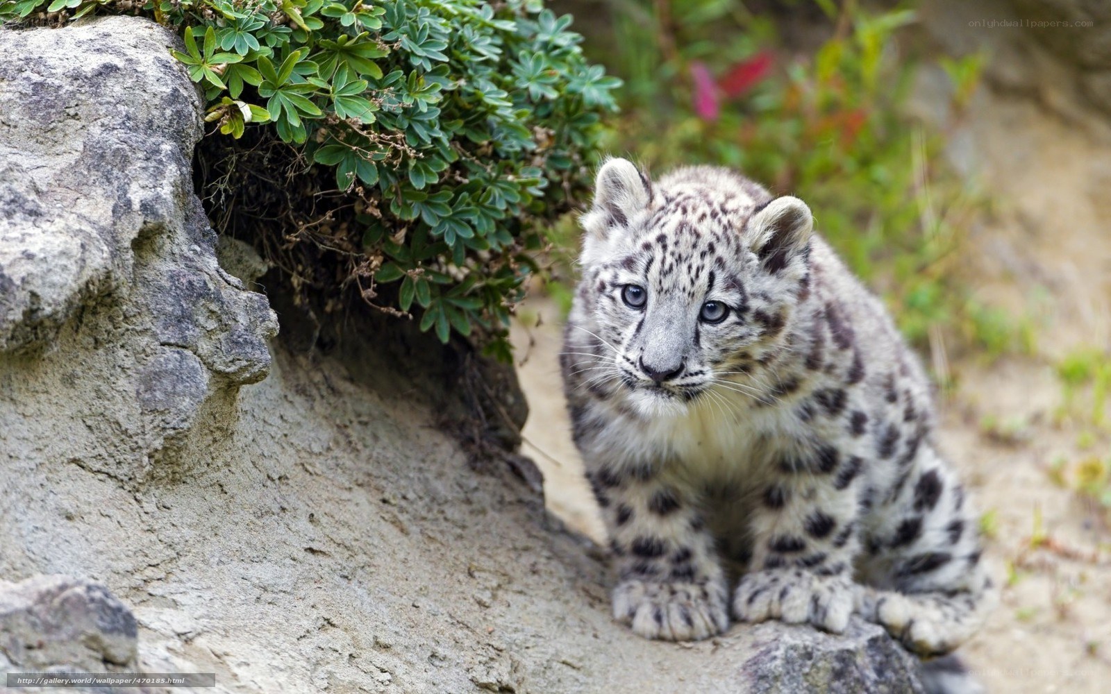 Snow leopard cub in the wild