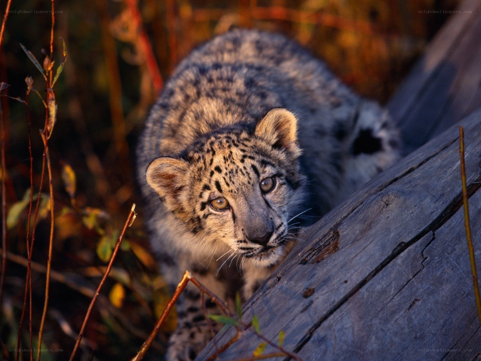 Snow leopard cub in the wild